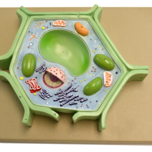 Eisco Labs Plant Cell Model on base; 11.5" X 10" X 2"
