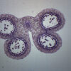 Lilium Anther 1st Meiotic Division - Microscope Slide - 75x25mm