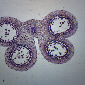 Lilium Anther 1st Meiotic Division - Microscope Slide - 75x25mm