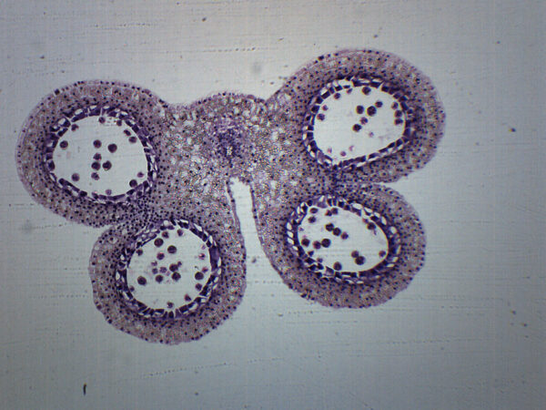Lilium Anther 1st Meiotic Division - Microscope Slide - 75x25mm