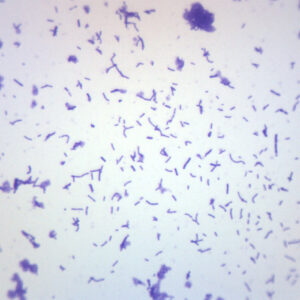 Coccus Smear, Gram-Positive - Prepared Microscope Slide - 75x25mm