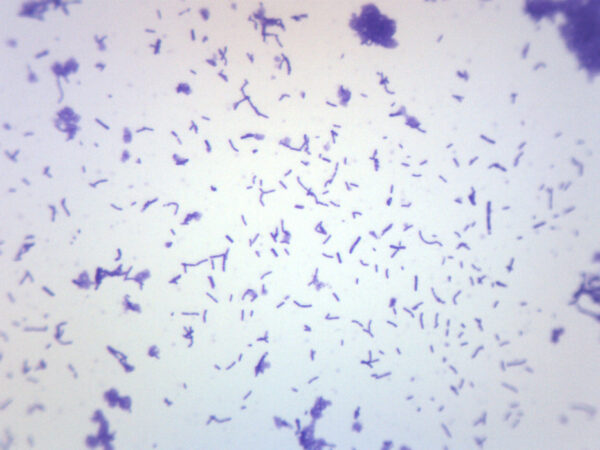 Coccus Smear, Gram-Positive - Prepared Microscope Slide - 75x25mm