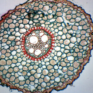 Iris Root Typical Monocot - Cross Section - Prepared Microscope Slide - 75x25mm
