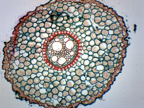 Iris Root Typical Monocot - Cross Section - Prepared Microscope Slide - 75x25mm