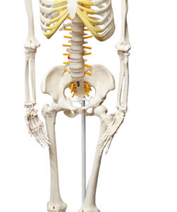 Human Skeleton Model, Half Size - With Nerve Endings - Hanging Mount - Incredible Detail for Anatomical Study - Eisco Labs