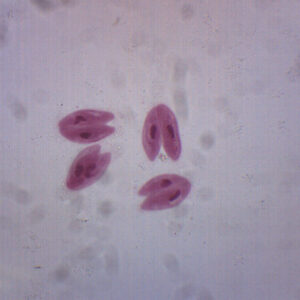 Paramecium Conjugation, Whole Mount - Prepared Microscope Slide - 75x25mm