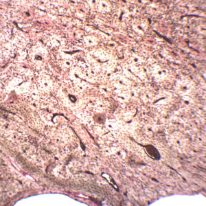 Compact Bone (Ground) - Prepared Microscope Slide - 75x25mm