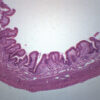 Gallbladder - Prepared Microscope Slide - 75x25mm