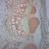 Dicot Stem - Cross Section - Prepared Microscope Slide - 75x25mm