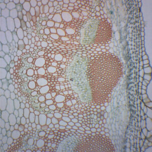 Dicot Stem - Cross Section - Prepared Microscope Slide - 75x25mm