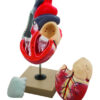 Eisco 2x Life-Size Human Heart Model 3 Parts