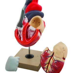 Eisco 2x Life-Size Human Heart Model 3 Parts