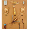 Mosquito (Anopheles) Development Model