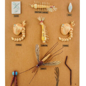 Mosquito (Anopheles) Development Model