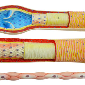3 Piece Artery, Vein and Capillary Model Set, 13 Inch - Enlarged - Numbered - Cross Sections - Eisco Labs