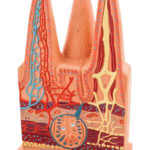 Model Intestinal Villus (Discontinued)