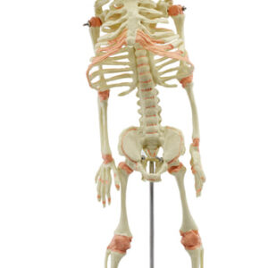 Infant Fetus Skeleton Model, Mini Size - Twin, Conjoined Skull - Rod Mounted - Incredible Detail for Anatomical Study - Eisco Labs