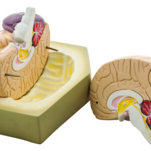 Eisco Life- Size Human Brain Model 2 Parts