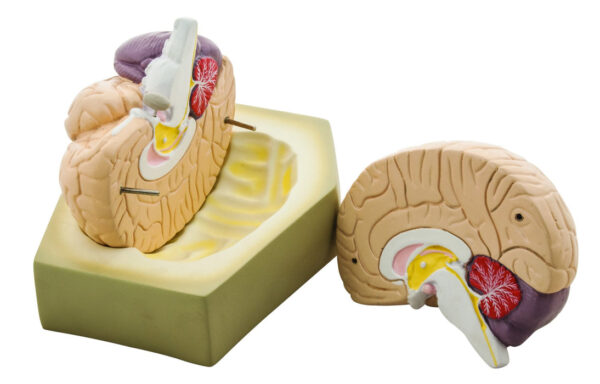 Eisco Life- Size Human Brain Model 2 Parts