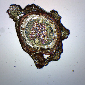 Pine, Young Root - Cross Section - Prepared Microscope Slide - 75x25mm