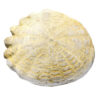 Hardouinia Fossil Replica 4cm - Mesozoic Echinoderm Model - Eisco Labs