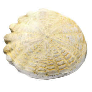 Hardouinia Fossil Replica 4cm - Mesozoic Echinoderm Model - Eisco Labs