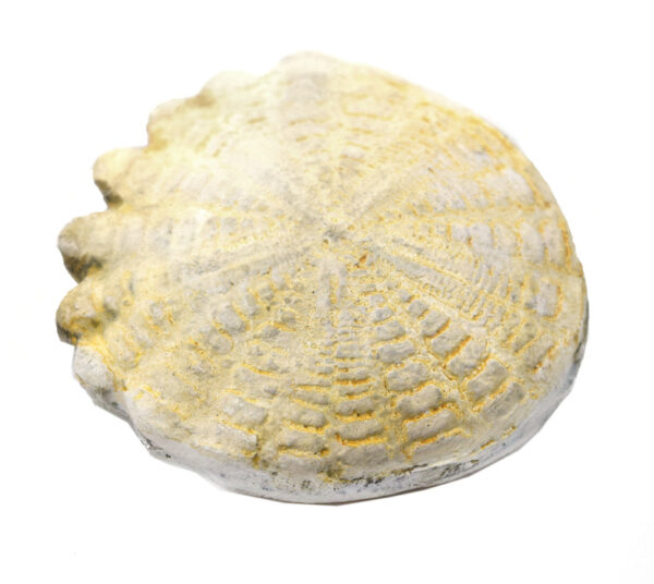 Hardouinia Fossil Replica 4cm - Mesozoic Echinoderm Model - Eisco Labs