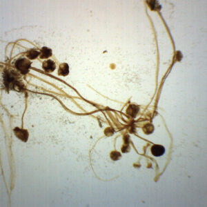 Rhizopus Sporangia - Wholemount - Prepared Microscope Slide - 75x25mm