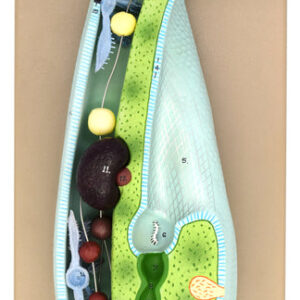 Slipper Animalcule Paramecium Model, Three Dimensional, Sectional View with Hand Painted Details and Removable Parts - Mounted on Base, 18" x 8" - Eisco Labs