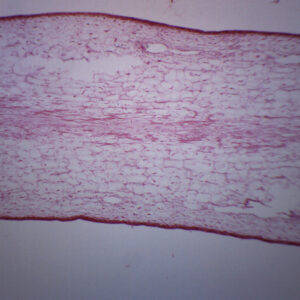 Protista Laminaria - Cross Section - Prepared Microscope Slide - 75x25mm