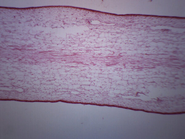 Protista Laminaria - Cross Section - Prepared Microscope Slide - 75x25mm