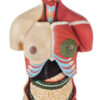 Half Muscle Torso with Dual Sex Organs 28 Parts