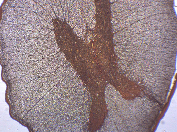 Spinal Cord - Cross Section - Prepared Microscope Slide - 75x25mm
