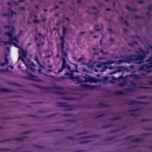 Smooth Muscle Mammal - Cross Section - Prepared Microscope Slide - 75x25mm