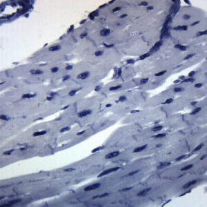 Cardiac Muscle, Mammal - Prepared Microscope Slide - 75x25mm