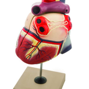 Eisco Enlarged Human Heart Model 2 Parts
