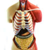 Eisco Life-Size Premium Human Torso with Muscles and Open Back 19 Parts