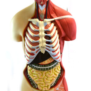 Eisco Life-Size Premium Human Torso with Muscles and Open Back 19 Parts