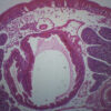Earthworm - Prepared Microscope Slide - 75x25mm