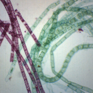 Vegetative Spirogyra - Prepared Microscope Slide - 75x25mm