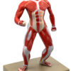 Eisco Human Muscular Body Anatomical Model 1/4 Life-Size