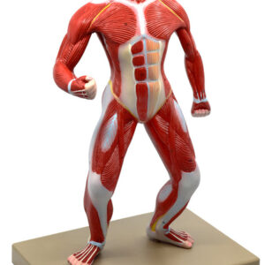 Eisco Human Muscular Body Anatomical Model 1/4 Life-Size
