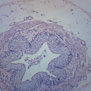 Human Ureter - Prepared Microscope Slide - 75x25mm