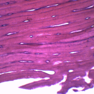 Bone - Cross Section & Longitudinal Section - Prepared Microscope Slide - 75x25mm
