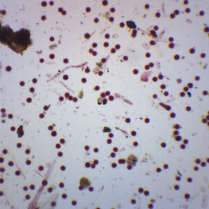 Dicot Pollens - Prepared Microscope Slide - 75x25mm