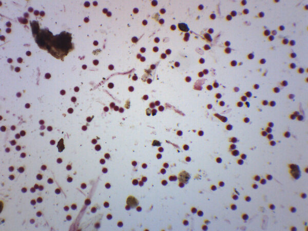 Dicot Pollens - Prepared Microscope Slide - 75x25mm