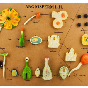 L.H of Angiosperms Model - Three Dimensional, Longitudinal Dissection - Hand Painted Details, Magnified - Mounted on Base, 24" x 18" x 2" - Eisco Labs