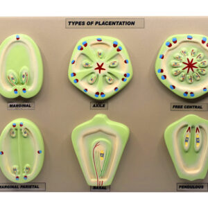 Placentation Types in Flowering Plants - 6 Models Mounted on 16"x12" Base