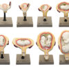 Human Feet Model Set