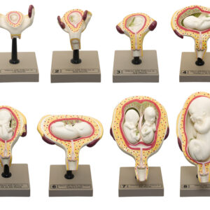 Human Feet Model Set